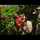 Die giftigen Paternostererbsen